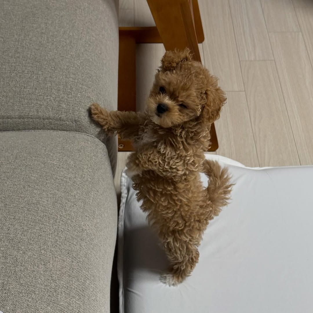 Maltipoo